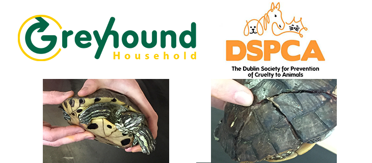 Pet Tortoise Rescued by Greyhound Staff