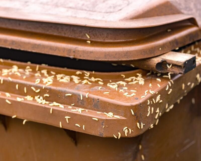 Maggots in crawling all around the top of a brown bin
