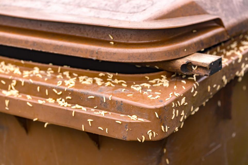 How to Get Rid of Maggots in Your Bin (And Keep Them Away)